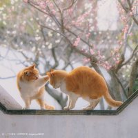 yiki (@yikitaki) 's Twitter Profile