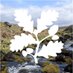 National Trust Dartmoor (@dartmoornt) Twitter profile photo National Trust Dartmoor (@dartmoornt) Twitter profile photo