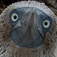 Zhou Taifen (@ztaifen34489) 's Twitter Profile