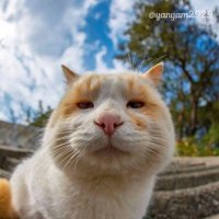nguyenhoangdao (@nguyenh72868316) 's Twitter Profile