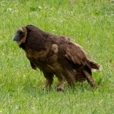 岡大文 07 
カメラとオリックスが好きな男です
