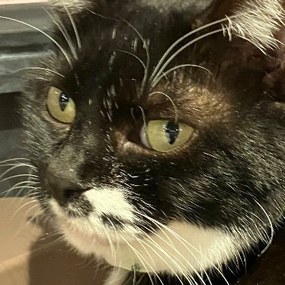 omashiroi's profile picture. 