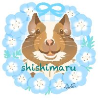 たかはしさんちの獅子丸くん🐭 (@shishimaru_918) 's Twitter Profile Photo たかはしさんちの獅子丸くん🐭 (@shishimaru_918) 's Twitter Profile Photo