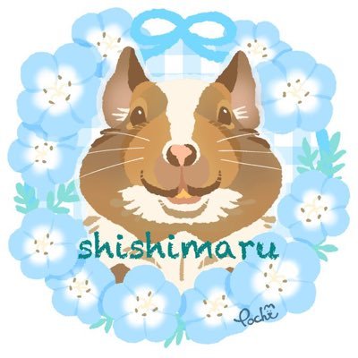 たかはしさんちの獅子丸くん🐭 (@shishimaru_918) / X