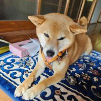 ローズカッツェ (@ne3__neko) 's Twitter Profile
