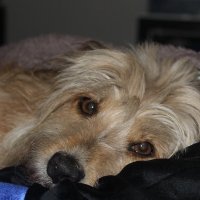 Sue Clarke (@suemclarke1) 's Twitter Profile