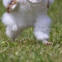 owl🦉 (@foocvb11) 's Twitter Profile Photo owl🦉 (@foocvb11) 's Twitter Profile Photo