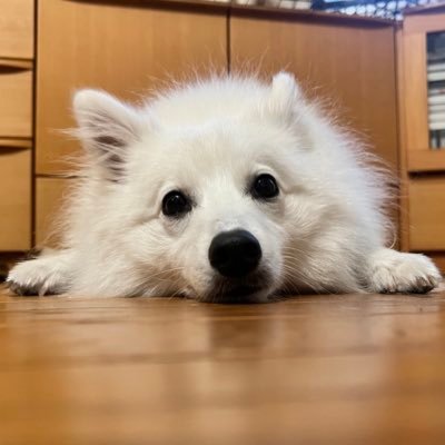 tekitou2suru's profile picture. どりーみゃー🧸、改変者(箱推し)/観測者花ヰ空組/ヴァンデラー生徒/神椿TCG LOの使い手