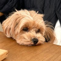 さば (@am26052943) 's Twitter Profile