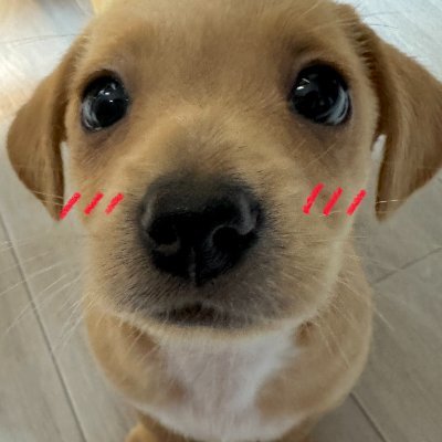 brain wormed puppy girl here to only puppy post
MDNI