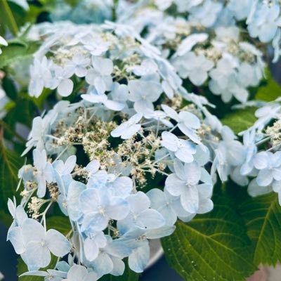 light_b005's profile picture. 骨スト.イエベ春.情報収集メイン.同じ骨スト民は同志だと思っている𐔌՞⁔•͈ ·̫ •͈⁔՞𐦯