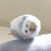 ぉ (@mmmoono333) 's Twitter Profile