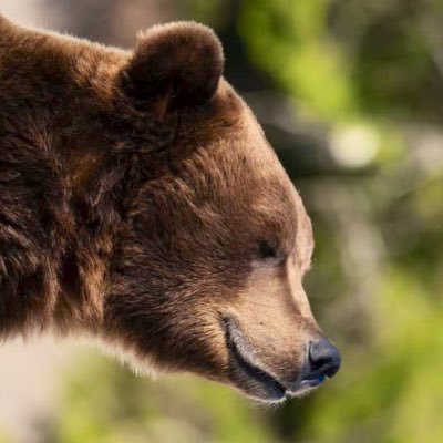 suomenkarhu911's profile picture. 