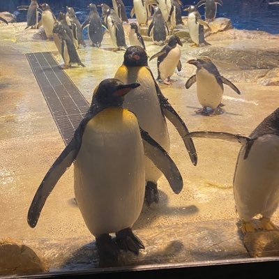 グラクロしてます。無敗の三冠馬→月の季節🐴 ツイートをしてみようかなと思ったり思わなかったり