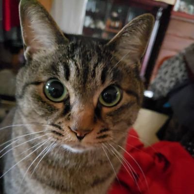 Maa000805's profile picture. 愛猫家 動物好き
日本の環境や自然を破壊するメガソーラー❌️移民❌️ DMは見ません