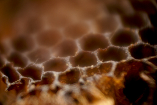 dinapie451's profile picture. living in freedom