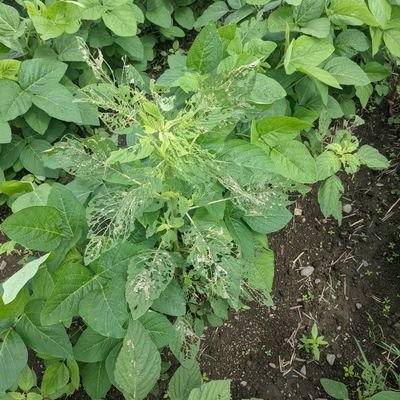 1z3DADq0cm69681's profile picture. 小面積にて自然栽培。
加工品の企画、販売。
自然環境に興味