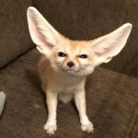 🪐MaruLeFox🍉 🔜 PAWERCON 2025 (@marulefox) 's Twitter Profile Photo