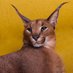 Pumba (@caracalpumba) Twitter profile photo Pumba (@caracalpumba) Twitter profile photo