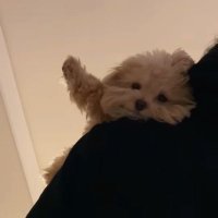 夜Mu (@sbnyan__) 's Twitter Profile