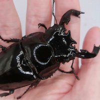 jk_beetles_2024 (@jack851127) 's Twitter Profile Photo jk_beetles_2024 (@jack851127) 's Twitter Profile Photo