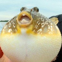 Blow fish(@Michelleleepric) 's Twitter Profile Photo