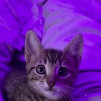 Nes (@nesbs_) 's Twitter Profile