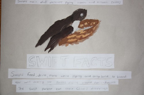 SwiftClass's profile picture. I am an ICT Co-ordinator and a Year 5 teacher at a school in East Bristol.