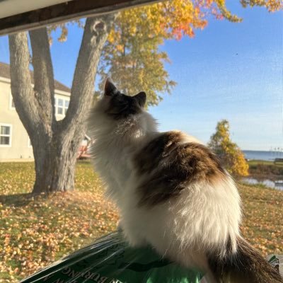SherylL10312's profile picture. GOD loving conservative