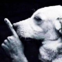 dog (@dogfromab) 's Twitter Profile