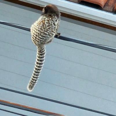 vitorsantosgc's profile picture. 