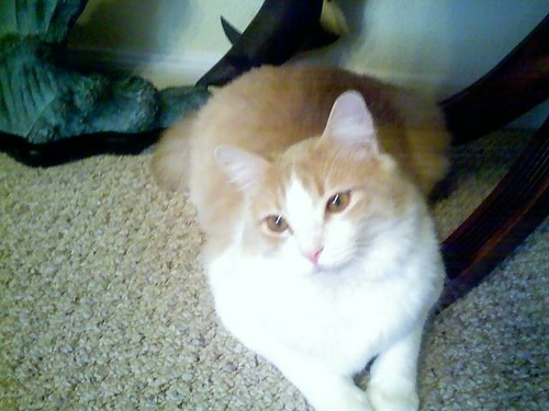 CUTE &amp; CUDDLIE A