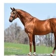 BallamBillis's profile picture. ##