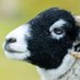 🐏 No Sheep harmed in the making of this profile (@randomovine) Twitter profile photo 🐏 No Sheep harmed in the making of this profile (@randomovine) Twitter profile photo
