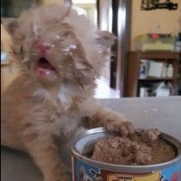 Mikayla (@mikikitti) 's Twitter Profile