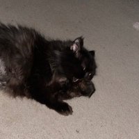 breeen (@tragicyaoi) 's Twitter Profile