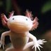Fishzard and 5,052 others (@jubeljane) Twitter profile photo Fishzard and 5,052 others (@jubeljane) Twitter profile photo