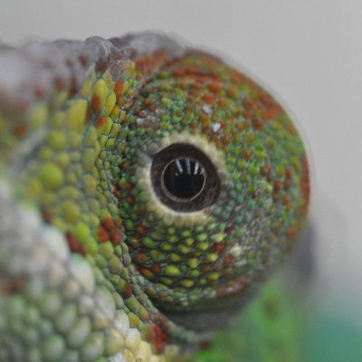 @karman_de_lange