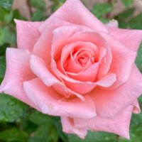 KatrinaRoseGarden (@rosekatrinapnw) 's Twitter Profile