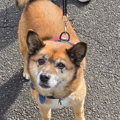アイコンの子は、2011年生まれの愛犬🐶♀️
Team kobukuro・あいカレ・宅建吉野塾8期生(リベンジ組)・むぎタナりんすず倶楽部・ペット終活アドバイザー・AFP📝・キティちゃんetc
2025年、宅建試験合格して、グリーフケアを元としたペットと人の終活サービスを開業しました(先取り)😊