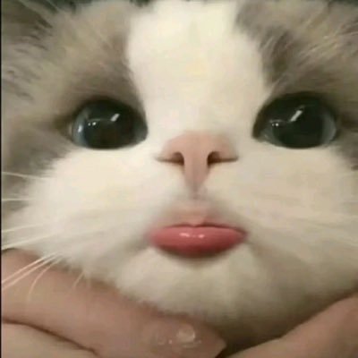 amnlvme's profile picture. 中央大学法学部