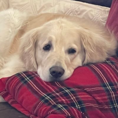Too tall. Loves Goldens and living in Colorado.