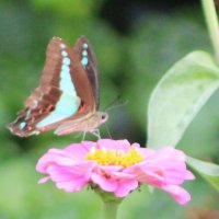 From the river to the sea.Palestine will be free. (@odees2) 's Twitter Profile