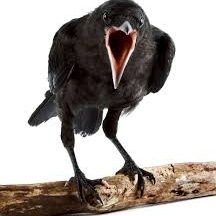 Crowsnest128's profile picture. Really really dislike excessive government.