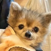 ペネロープ (@popochan23) Twitter profile photo