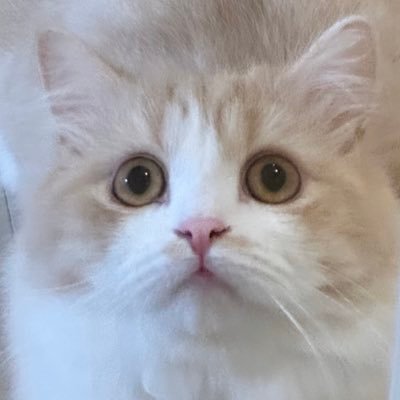 tanosiipopoW's profile picture. 独り言ですよろしゅう