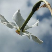Lazaropole Cuti / Lazaropole Blooms (@bloomscuti) 's Twitter Profile