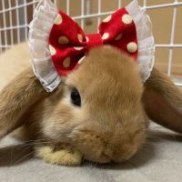 linuxlinuxlinuxlinux🐰 (@cppgopythonjava) 's Twitter Profile