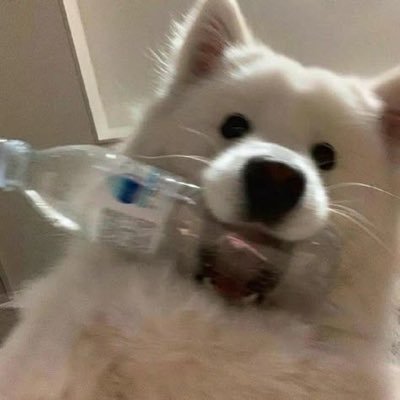 Aprilspotato's profile picture. ♻️@stupidpotato444