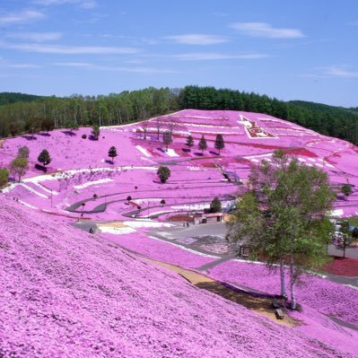 北海道大空町東藻琴にある #ひがしもこと芝桜公園 の公式アカウントです🌸女満別空港から車で約30分✈️#どさこい の舞台にも♪今年も『芝桜まつり』ご来園ありがとうございました!9/30までキャンプ場オープン🏕️詳細は公式HPにて😊/Higashimokoto Shibazakura Park,Hokkaido